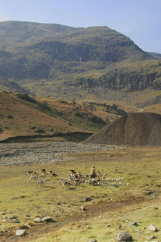 Foxhounds near Coniston Cumbria by Neil Salisbury Hunting Photographer